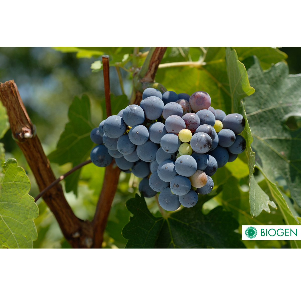 Fertilizante Orgánico Biogen 1 Litro.