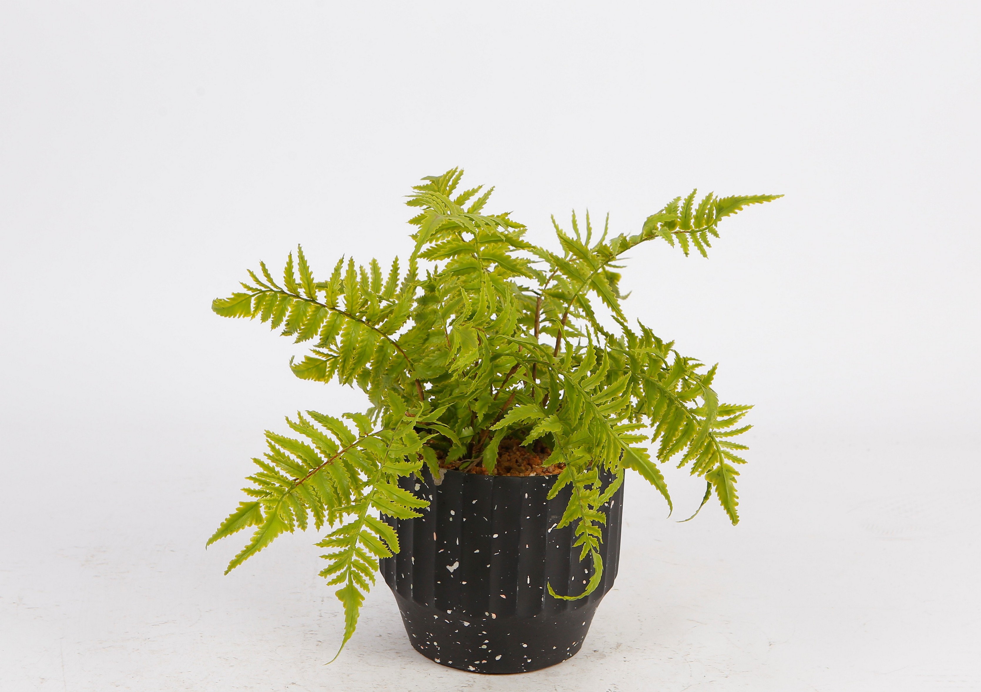 Helecho Decorativo Verde con Maceta Negra