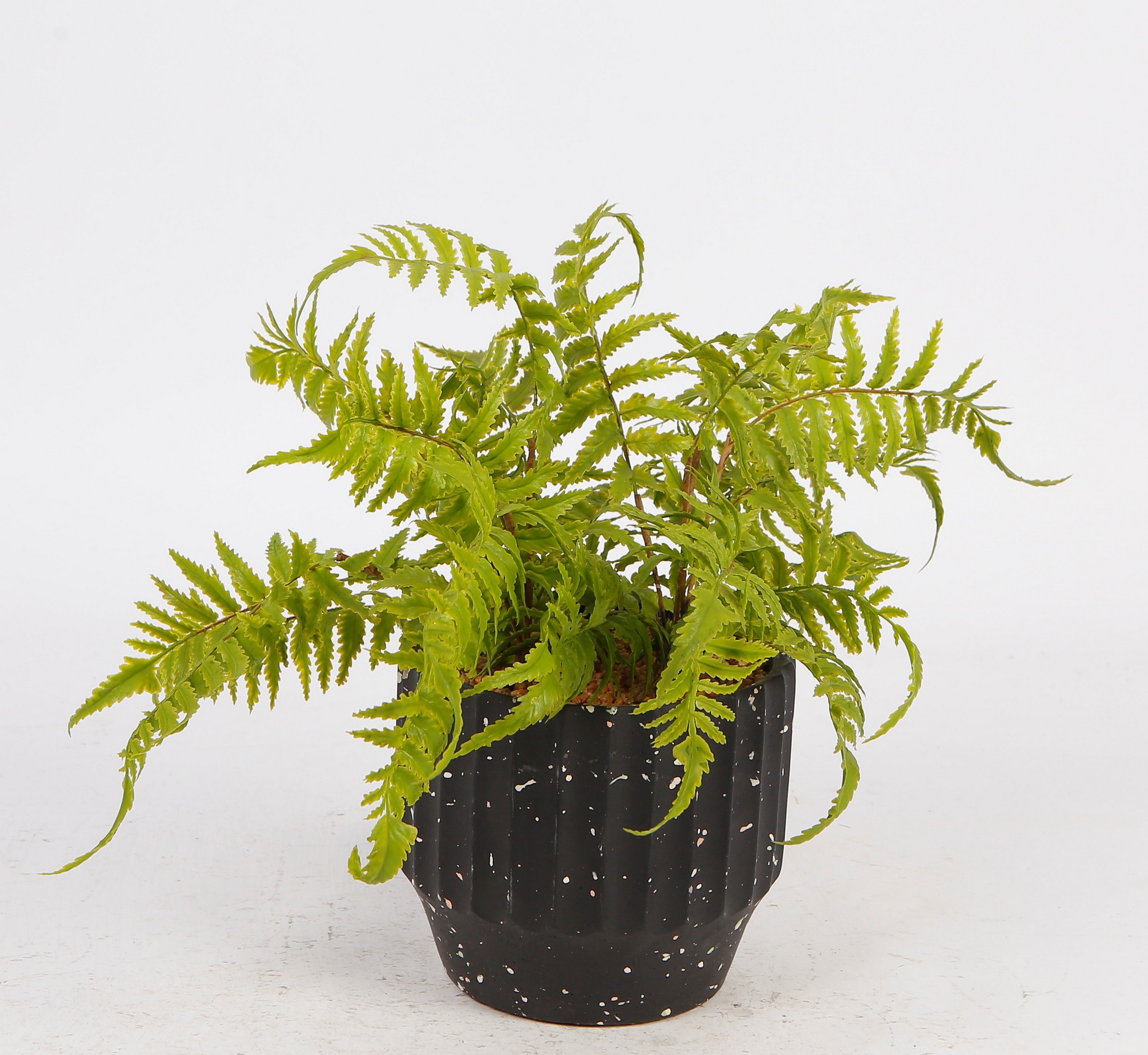 Helecho Decorativo Verde con Maceta Negra