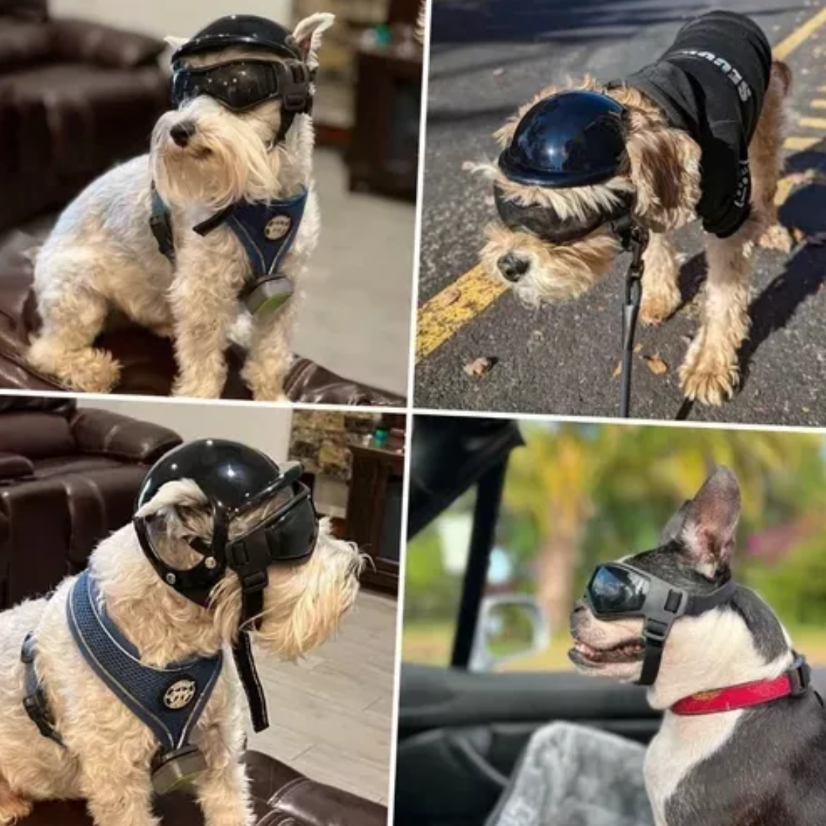 Casco Con Lentes Para Perro Pequeño A Mediano Para Moto