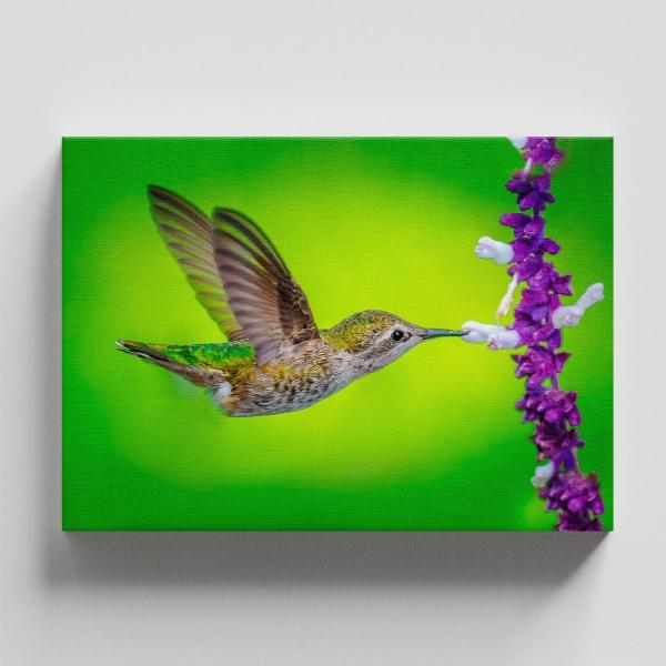 Cuadro Decorativo Canvas Colibrí volando Comiendo flores mopradas con fondo verde 120 X 80