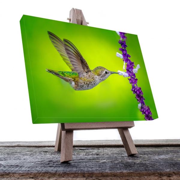 Cuadro Decorativo Canvas Colibrí volando Comiendo flores mopradas con fondo verde 120 X 80