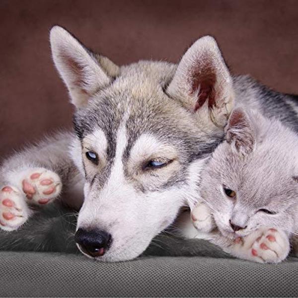 PETMAKER Self Warming Cat Mat - 36x24in Thermal Dog Crate Pad with Removable Washable Sherpa Cover and Reflective Insulation Layer for Self Heating - Pet Supplies for Medium Dogs a